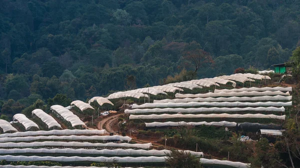 Greenhouse Plant  Doi Inthanon — Stock Photo, Image