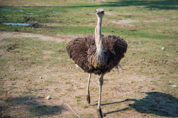 Corre avestruz — Foto de Stock