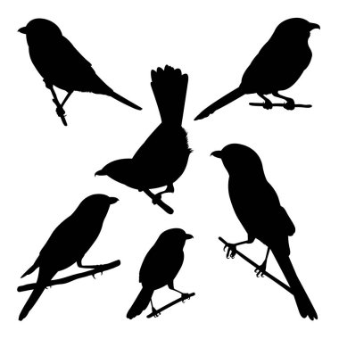 Southern grey shrike bird silhouettes. Good use for symbol, logo, icon, mascot, sign, or any design you want.