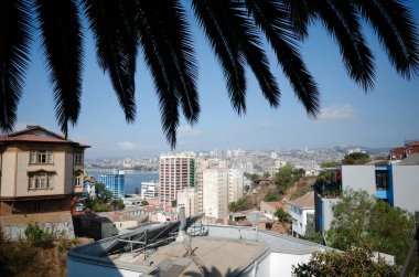 Valparaiso, Şili - Şubat 2020: Valparaiso şehrinin palmiye yapraklarıyla panoramik manzarası. Valparaiso Panoraması Paseo Dimalow Cerro Alegre 'den Bahia de Valparaiso ve şehir tepelerine bakan