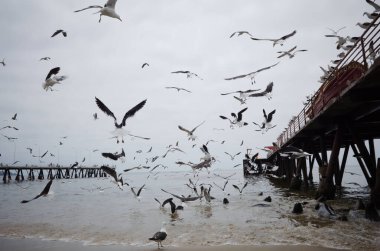 Büyük bir martı sürüsü, Şili Valparaiso 'daki balık pazarı yakınlarındaki Playa Caleta Portales plajında okyanus kıyısında daireler çiziyor. Deniz aslanlarının başları iskelenin yakınındaki suda görülebiliyor.