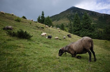 Sheep with bell on neck eats fresh green grass leaning on knees in highlands of Carpathians, Ukraine. Flock of sheep on free grazing in mountains. Cloudy sky, firs and Petros mountain on background.