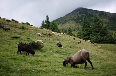 Free grazing sheep in Carpathians near mountain called Petros in Ukraine. Flock of sheep on green meadow in mountains. Cloudy sky and mountain peak on background. Sheep eats grass while kneeling