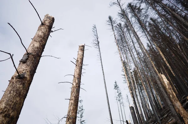 Зламані Стовбури Соснових Дерев Проти Неба Сосний Ліс Задньому Плані — стокове фото