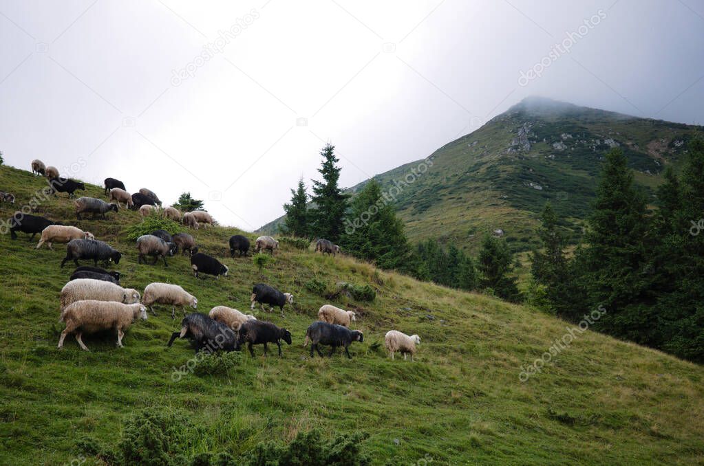 Herd of black and white sheep grazes freely on meadow in Carpathians, Ukraine. Overcast sky, fir trees and Petros mountain on background. Livestock grazing  in highlands at ecologically clean region