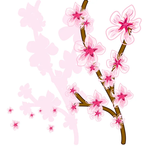 Cherry blossoms — Stock Vector