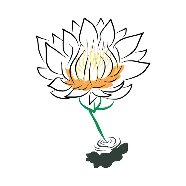 Hand drawing water lily, lotus, flower — Stock Vector