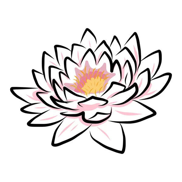 Hand drawing water lily, lotus, flower — Stock Vector