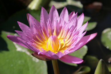 pembe nilüfer çiçeği