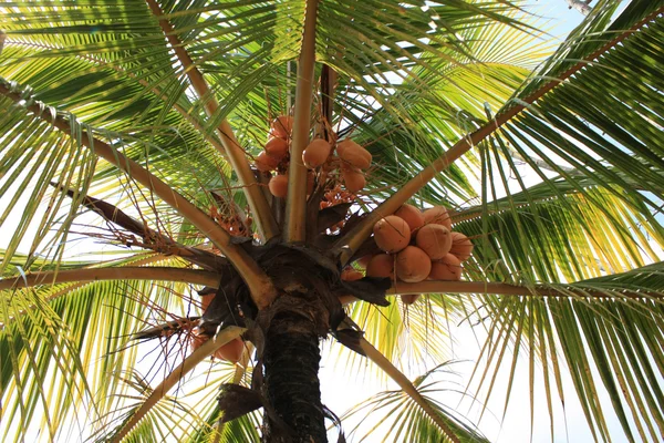 ココナッツを王します。 — ストック写真
