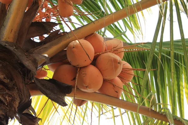 Koning kokosnoot — Stockfoto