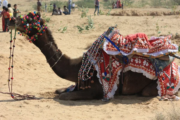 Kameel in thar woestijn — Stockfoto