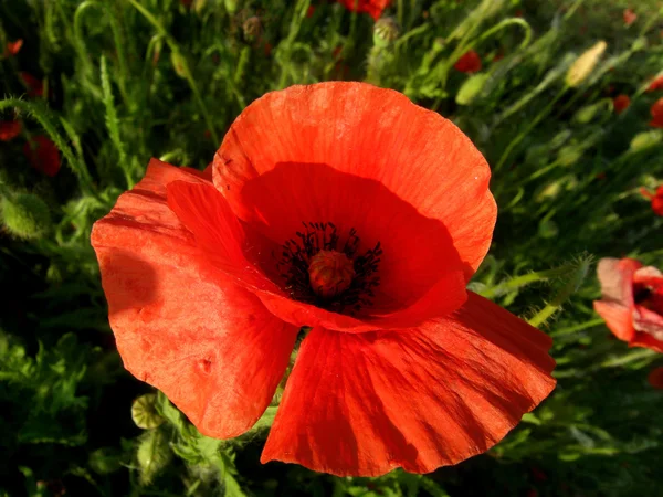 Poppies — Stock Photo, Image