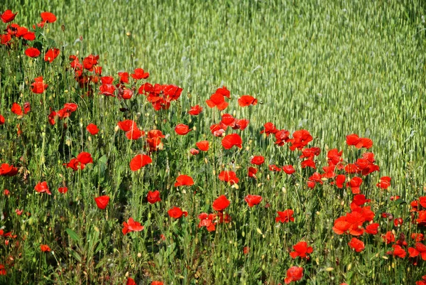 Poppies — Stock fotografie