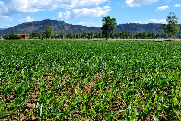 Agriculture — Stock Photo, Image