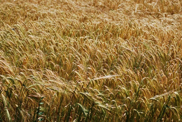 Landwirtschaft — Stockfoto