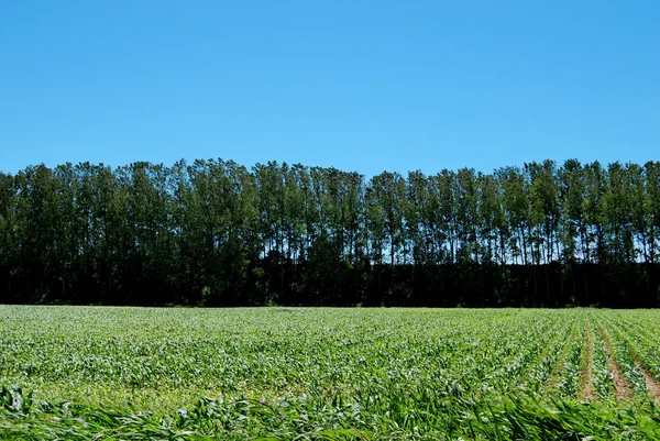 Jordbruk — Stockfoto