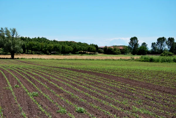 Agricoltura — Foto Stock