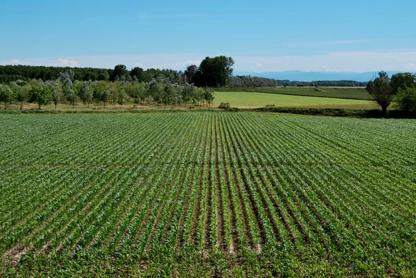 Agricoltura — Foto Stock