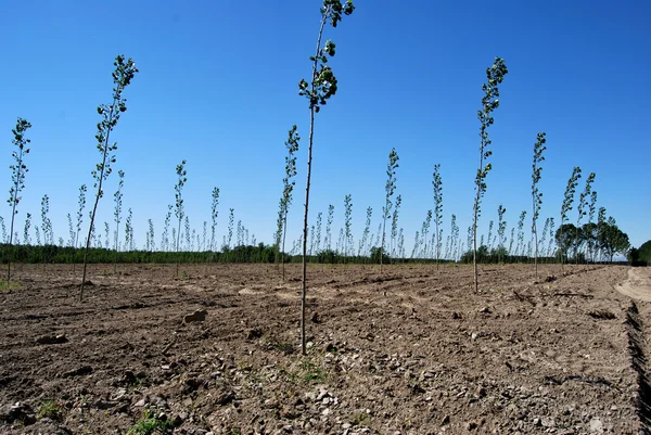 Agricoltura — Foto Stock