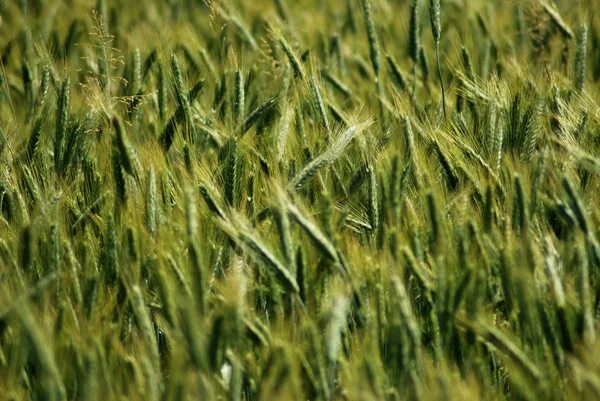 Wheat — Stock Photo, Image