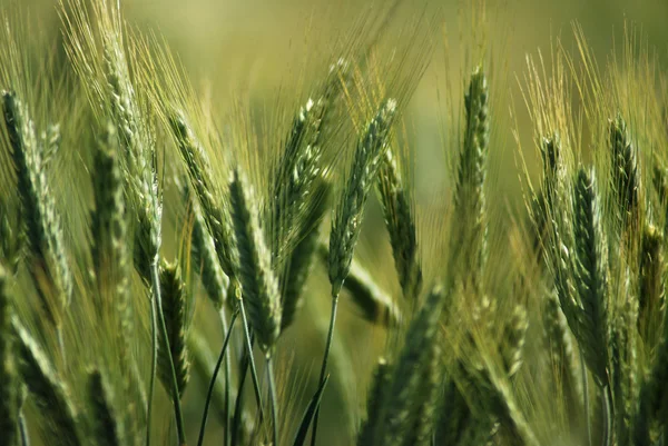 Wheat — Stock Photo, Image