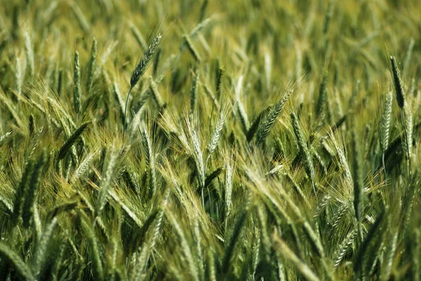 Wheat — Stock Photo, Image