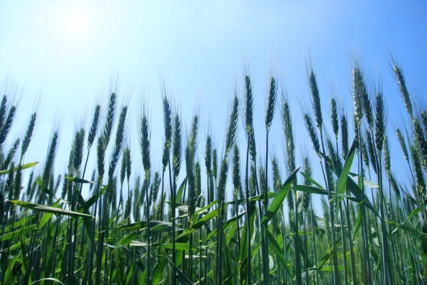 Wheat — Stock Photo, Image