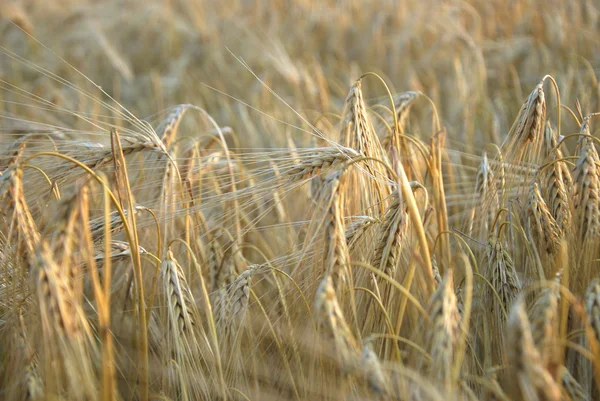 Wheat — Stock Photo, Image