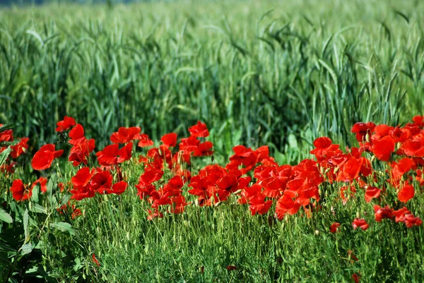 Poppies — Stock Photo, Image