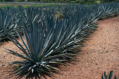 Meksika, Tekila 'daki agave bitkileri tarlası.