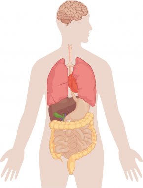 insan vücudu anatomisi - beyin, akciğer, kalp, karaciğer, bağırsaklar