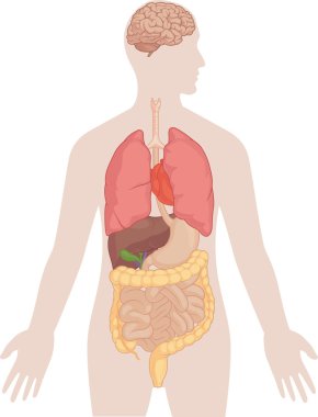 Human Body Anatomy - Brain, Lungs, Heart, Liver, Intestines clipart