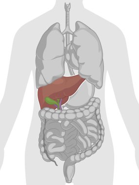 insan vücudu anatomisi - karaciğer