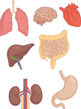 Human Body Parts - Brain, Lung, Heart, Liver, Intestines
