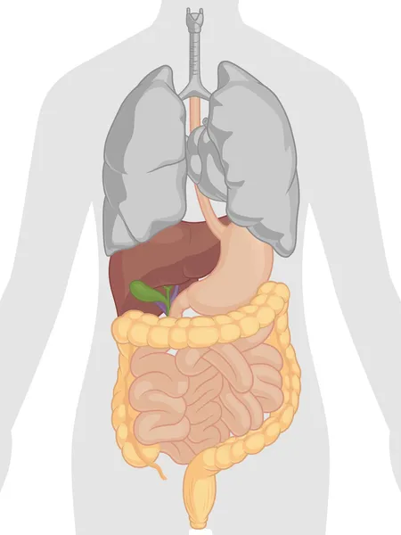 ᐈ The Digestive System Labeled Diagram Stock Pictures Royalty