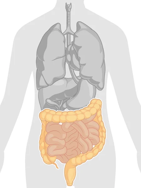 Anatomía del cuerpo humano - Intestinos — Vector de stock