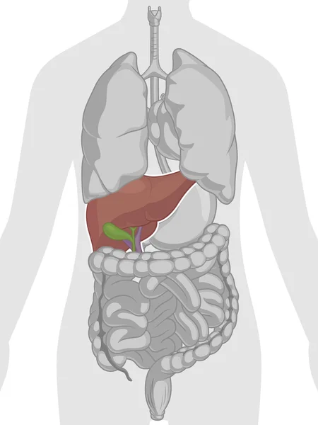 Anatomía del cuerpo humano - Hígado — Vector de stock