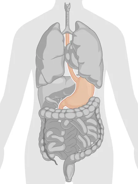 Anatomie des menschlichen Körpers - Magen — Stockvektor