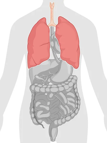 Anatomía del cuerpo humano - Pulmones — Vector de stock