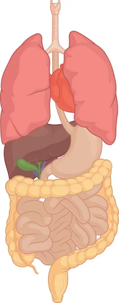 Parte do corpo humano - Órgãos isolados do corpo — Vetor de Stock