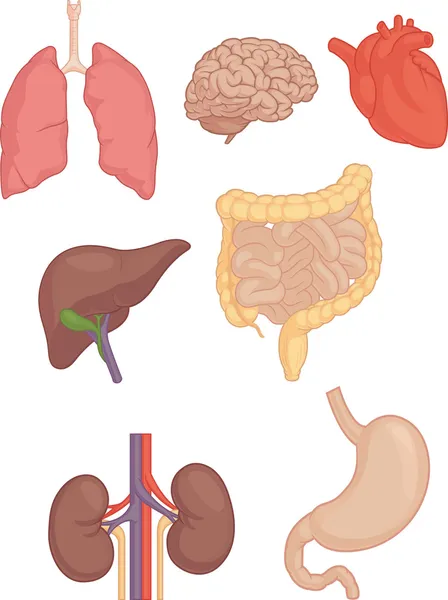 Partes del cuerpo humano - Cerebro, Pulmón, Corazón, Hígado, Intestinos — Vector de stock