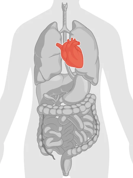Ανατομία του ανθρώπινου σώματος - καρδιά Royalty Free Διανύσματα Αρχείου