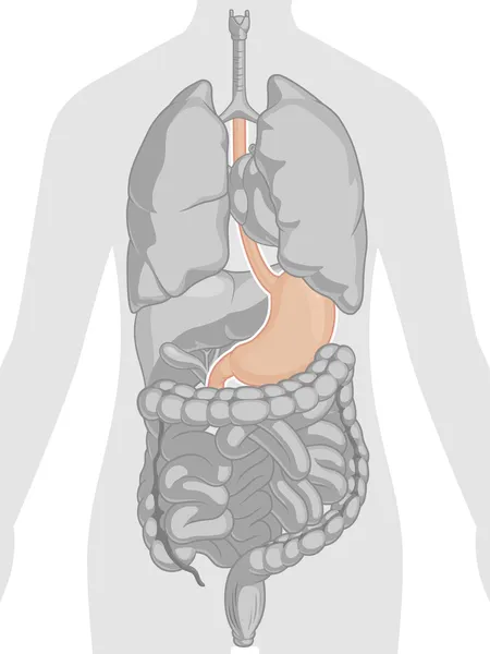 Ανατομία του ανθρώπινου σώματος - στομάχι Διάνυσμα Αρχείου