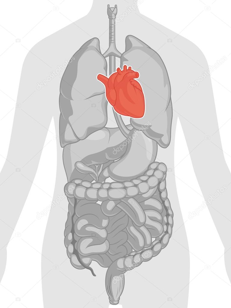 Human Body Anatomy - Heart
