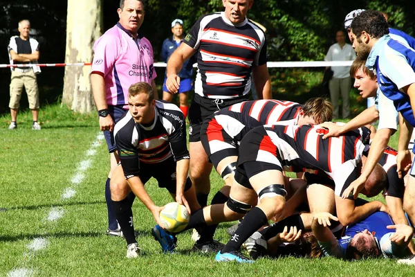 Rugby masculin — Photo