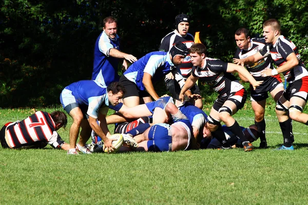 Mens rugby