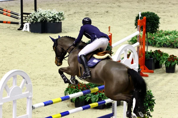 Horse jumping — Stock Photo, Image