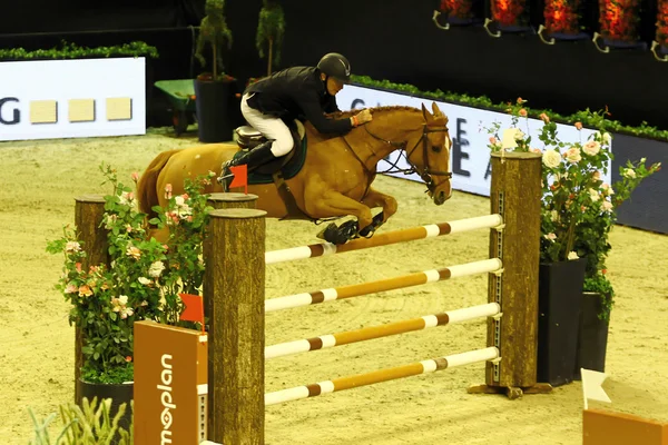 Horse jumping — Stock Photo, Image