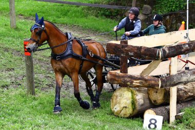 atları turnuva sürüş